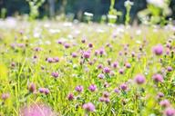 wildflowers-meadow-tall-grass-817179.jpg