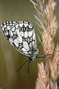 butterfly-macro-black-and-white-578321.jpg