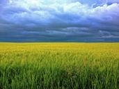 barley-grass-clouds-field-sunshine-247833.jpg