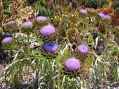 Globe-Artichoke-Cynara-scolymus.jpg