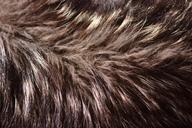 wolf-wolf-fur-fur-canis-lupus-1042067.jpg