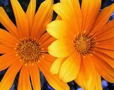 orange-yellow-flower-357020.jpg