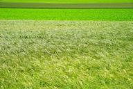 fields-agriculture-management-1464757.jpg