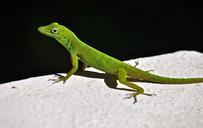 lizard-rainforest-natural-670907.jpg