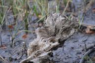 drift-wood-driftwood-marsh-958160.jpg