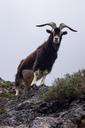 goat-horns-asturias-animal-524189.jpg