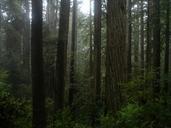 Prairie Creek Redwoods - Coastal Redwood Forest.jpg