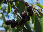 cherries-fruits-fruit-red-ripe-592269.jpg