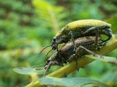 animals-mating-both-insects-green-603053.jpg