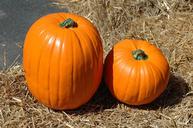 pumpkin-pumpkin-farm-halloween-1572868.jpg