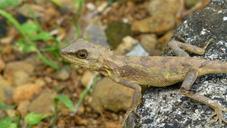 lizard-reptile-taiwan-615189.jpg