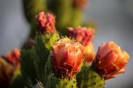 cactus-flower-plant-green-nature-605185.jpg