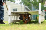 Flickr_-_Official_U.S._Navy_Imagery_-_a_military_working_dog_runs_through_an_obstacle_course_as_part_of_endurance_and_obedience_training..jpg