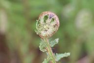 fern-fern-bud-fly-close-246770.jpg