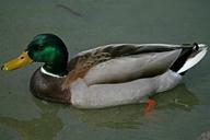 mallard-duck-water-bird-drake-1305890.jpg