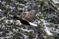 bald-eagle-eagle-bald-flying-891979.jpg