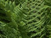 fern-fern-green-flora-forest-598160.jpg