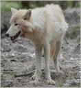 wolf-predator-european-wolf-215061.jpg