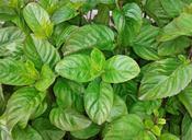 basil-herbs-herb-garden-plant-food-356729.jpg