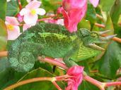 chameleon-three-horned-chameleon-63148.jpg