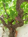 grapes-ripe-greece-rhodes-ctvol-1003675.jpg