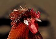 rooster-bird-male-red-head-981620.jpg