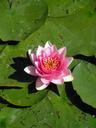 water-lily-water-pond-lake-rose-424531.jpg