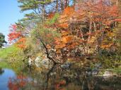 autumn-autumnal-leaves-arboretum-999316.jpg