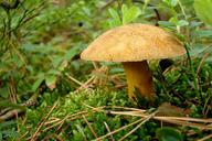 fungus-litter-forest-moss-1186619.jpg