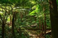 ferns-tree-ferns-australia-sydney-303016.jpg