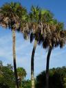 palm-trees-tropical-palm-tree-1038629.jpg