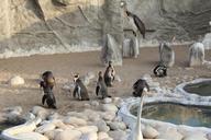 penguins-bird-zoo-arctic-animal-621823.jpg