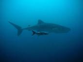 whale-shark-kobia-divers-underwater-207401.jpg