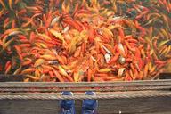 koi-fish-fish-pond-water-carp-386051.jpg