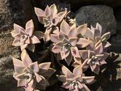 flowers-succulents-echeveria-677102.jpg