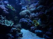 aquarium-background-marin-calm-174297.jpg