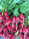 radishes-farmers-market-vegetable-1528203.jpg