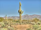 cactus-saguaro-desert-arizona-913532.jpg