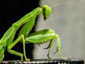 praying-mantis-fishing-locust-green-205169.jpg