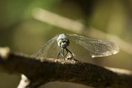 closeup-fly-park-green-autumn-1153388.jpg