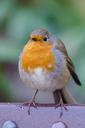 robin-bird-fat-red-songbird-1056334.jpg