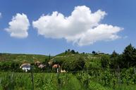 village-radebeul-saxony-vineyards-657536.jpg