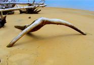 driftwood-ocean-beach-sand-coast-433346.jpg