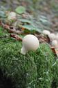 mushroom-fungi-nature-woodland-786174.jpg