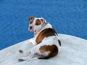 dog-on-roof-brown-white-spotted-fur-645299.jpg