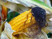 corn-on-the-cob-corn-hair-482443.jpg