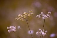 cow-parsley-flowers-grassland-plants-1578532.jpg