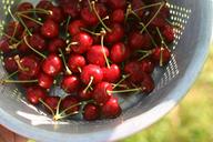 cherries-pan-harvest-fruit-fresh-634774.jpg