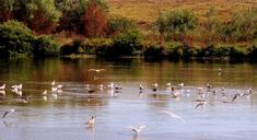 birds-lake-flight-water-egret-1593317.jpg