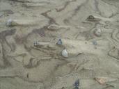 sand-mussels-beach-nature-526256.jpg